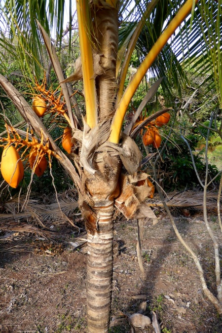Decorative coconuts